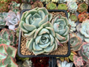 Echeveria 'Steel Heart' 3" Cluster Succulent Plant