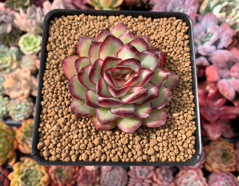 mexican succulent plant Echeveria 'Mexican Pulidonis' 3" Succulent Plant