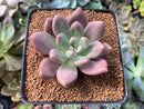 Echeveria 'Valentine' 3" Succulent Plant