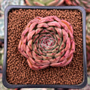 Echeveria 'Melanie' 2" Succulent Plant