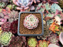 Echeveria 'Pink Spot' 1" Succulent Plant