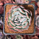 Echeveria 'Paul Shay' 2" Succulent Plant