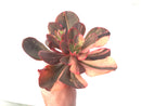Echeveria 'Primadonna' Variegated 8" Large Succulent Plant