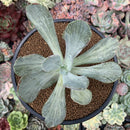 Pachyveria 'Jocelyns Joy' Variegated 3" Succulent Plant