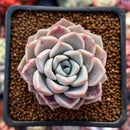 Echeveria 'Pink Spot' 2" Succulent Plant