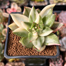 Echeveria 'Maria' Variegated 2" Succulent Plant