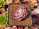 Echeveria 'Magic Savannah' 1" Succulent Plant