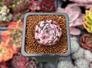 Echeveria 'Casio' Variegated 1" Succulent Plant
