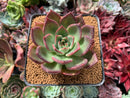 Echeveria Agavoides 'Lejyong' 3" Succulent Plant