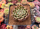 Echeveria Agavoides 'Sarabony' 2"-3" Succulent Plant
