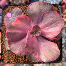 Echeveria 'Suyon Frill' Variegated 3" Succulent Plant