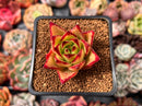 Echeveria Agavoides 'Orange Ebony' 1"-2" Succulent Plant