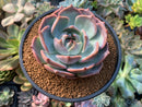 Echeveria 'Steel Heart' 3"-4" Succulent Plant