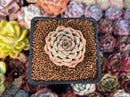 Echeveria 'Coypeach' 1"-2" Seed-Grown Succulent Plant