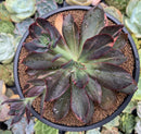 Echeveria 'Hanaikada' Variegated 5" Large Succulent Plant