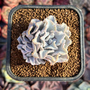 Echeveria 'Crispate Beauty' 2" Succulent Plant