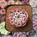 Echeveria 'Mata' 1"-2" Succulent Plant