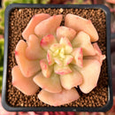 Echeveria 'Blade Runner' 2" Succulent Plant
