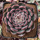 Echeveria 'Mosan' 3" Succulent Plant