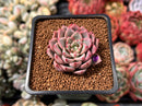 Echeveria 'Blood Spirit' 1" Succulent Plant