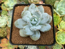 Echeveria 'Laui' 3" Powdery Succulent Plant