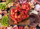 Echeveria Agavoides 'Loreima' 3" Succulent Plant