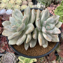 Echeveria 'Jin-Joo-Hee' 5" Large Succulent Plant