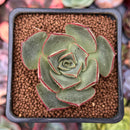 Echeveria 'Longissima' Hybrid 2" Succulent Plant