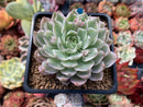 Echeveria 'Margaret' Variegated 3" Succulent Plant