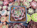 Echeveria 'Monet' 1" New Hybrid Succulent Plant