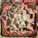 Echeveria 'Blue Curls' 2"-3" Succulent Plant