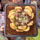 Echeveria 'Cherry Bomb' 2" Air Magic Hybrid Succulent Plant