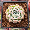 Echeveria 'Snowmint' 2" New Hybrid Succulent Plant