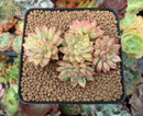 Echeveria 'Mebina' Variegated 4" Cluster Succulent Plant