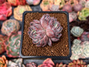 Echeveria 'Mata' 2" Succulent Plant