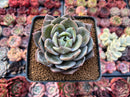 Echeveria 'German Champaign' 2"-3" Succulent Plant