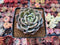 Echeveria 'German Champaign' 2"-3" Succulent Plant