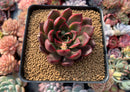 Echeveria Agavoides 'Red Bell' 3" Succulent Plant