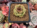 Echeveria Agavoides 'Black Rose' 1"-2" Succulent Plant