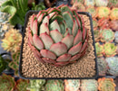 Echeveria Agavoides 'Pink Dragon' 3"-4" Succulent Plant