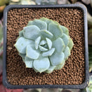 Echeveria 'Laui' Hybrid 1" Succulent Plant