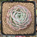 Echeveria 'Helena' 2"-3" Succulent Plant