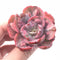 Echeveria Hearts Delight Variegated 2”-3” Rare Succulent Plant