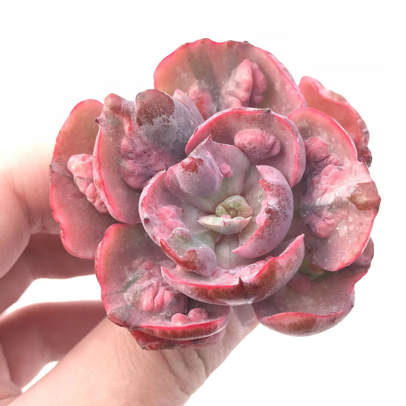 Echeveria Hearts Delight Variegated 2”-3” Rare Succulent Plant