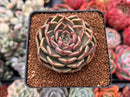 Echeveria 'Russet Plum' 1" (First Generation Seed Grown) Succulent Plant