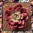 Echeveria Agavoides 'Chapote' 3" Succulent Plant