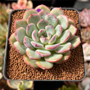 Echeveria 'Milk Sorbet' 2"-3" Succulent Plant