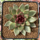 Echeveria Agavoides 'Chocolate Jelly' 3” Succulent Plant