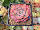 Echeveria 'Hearts Delight' 2" Succulent Plant