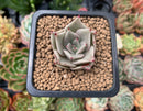 Echeveria Agavoides 'Beauty Lily' 1" Succulent Plant
